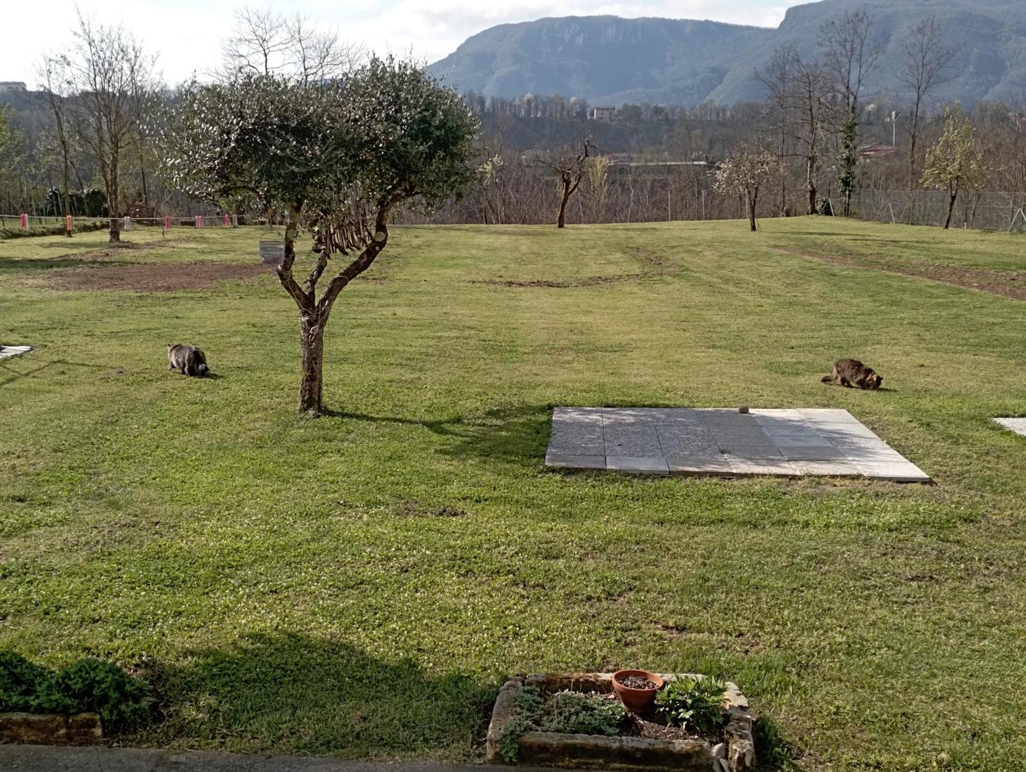 Affittacamere La Foresta Di Sopra Barga Kültér fotó
